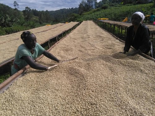womenincoffee
